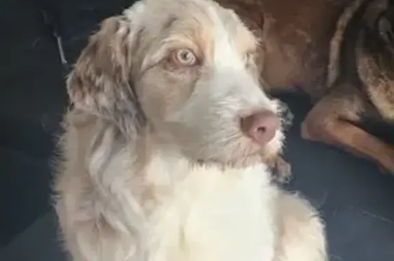 Chien perdu Ploemeur, photo : Daisy, chiot perdu à Ploemeur