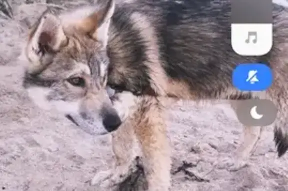 Chien perdu Plouigneau, photo : Chiot de 4 mois perdu à Plouigneau