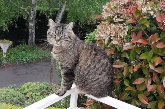 Animaux perdus , photo: Chat gris Pimpin perdu - Corent