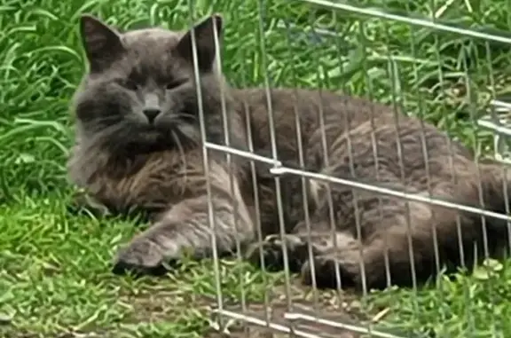 Chat gris poilu trouvé à Messimy - photo