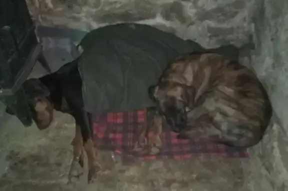 Chien perdu , photo : Chien bringé perdu - Mousqueton cassé