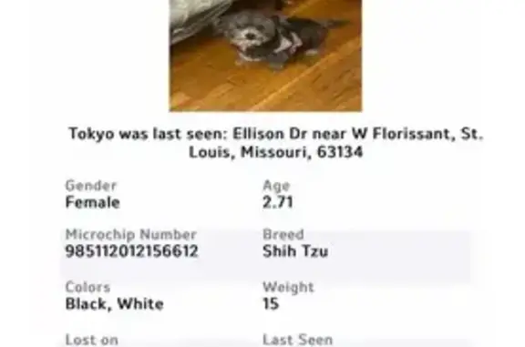 Lost Small Dog: Gray Chest - Jennings 8319