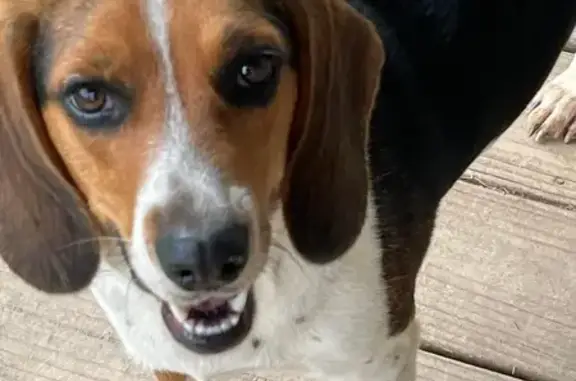 Lost Beagle Girl - Woods of Mud Lick Rd!