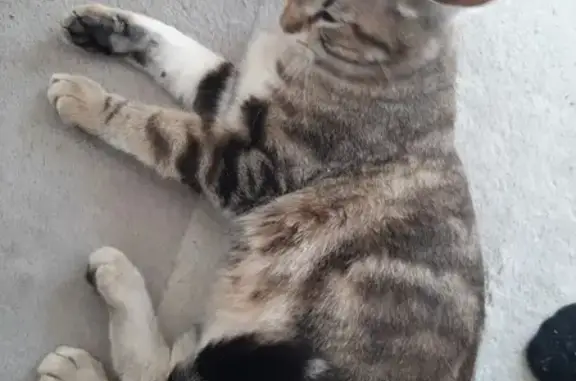Chat errant quotidien à Seysses - photo