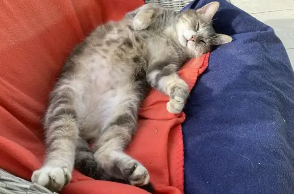 Chat perdu, , photo: Chat gris-blanc perdu à Roquefort
