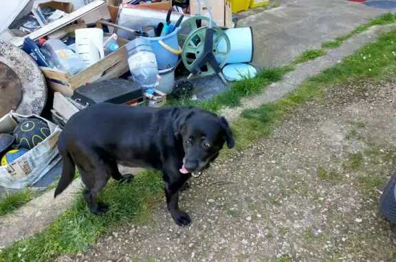 Animaux trouvés Montamisé, photo: Labrador noir âgé trouvé à Montamisé