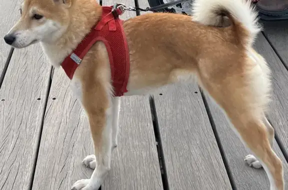 Chien perdu Nice, photo : Shiba Inu rouge perdu à Nice