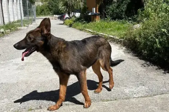 Animaux trouvés Corte, photo: Chienne croisée trouvée à Corte