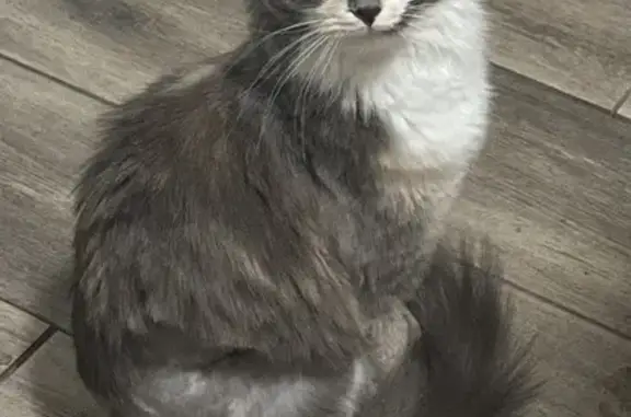 Animaux perdus Loperhet, photo: Akito, chat perdu, collier rose