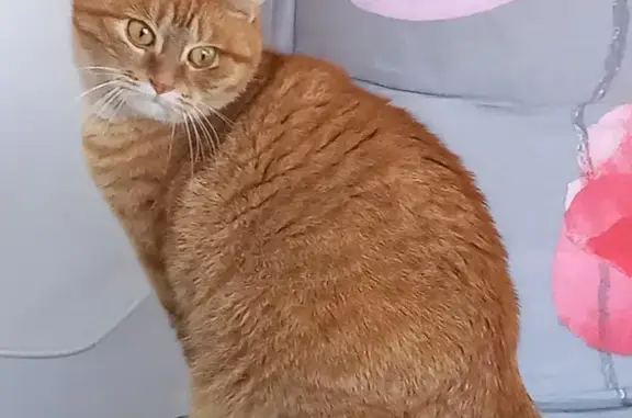 Animaux trouvés , photo: Chat roux câlin trouvé à Hénin-Beaumont