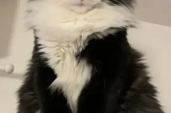 Animaux perdus La Chapelle-Saint-Mesmin, photo: Chat noir et blanc perdu à La Chapelle