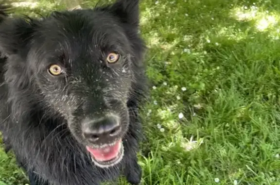 Chien perdu , photo : Chien perdu à Plassac retrouvé