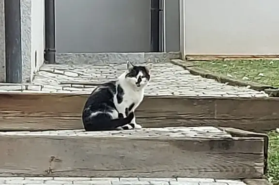 Chat trouvé , photo: Chat noir et blanc perdu observé