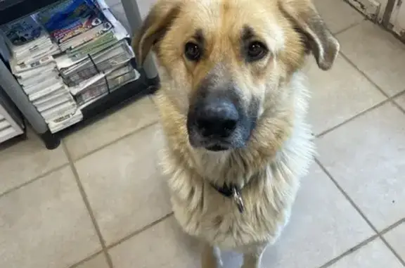 Chien fauve non castré trouvé à Cucugnan - photo