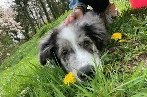 Chien perdu Gerzat, photo : Chiot croisé disparu à Gerzat