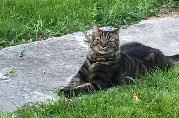 Chat perdu, Denain, photo: Chat tigré perdu - Denain