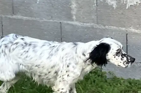 Animaux trouvés , photo: Chien setter trouvé amaigri à Saint-Clément