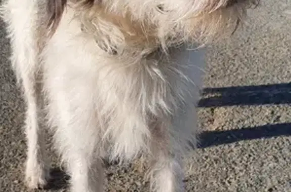 Chien trouvé , photo: Chien perdu trouvé à La Réorthe