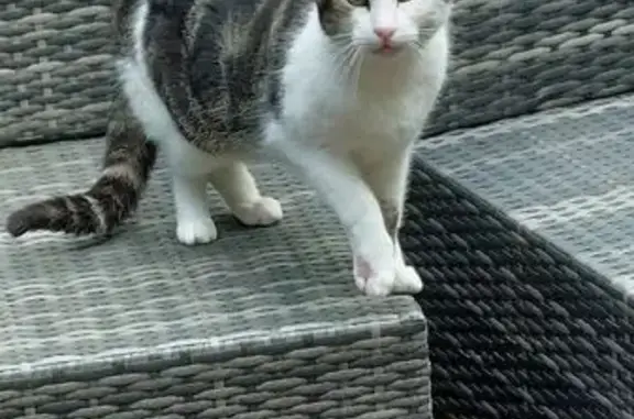 Chat blessé Nougat retrouvé - photo