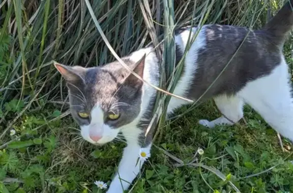 Chat trouvé à Tusson vendredi - photo