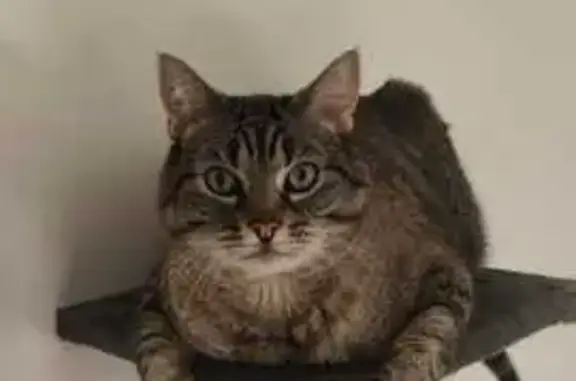 Chat perdu, , photo: Chat gris yeux bleus disparu