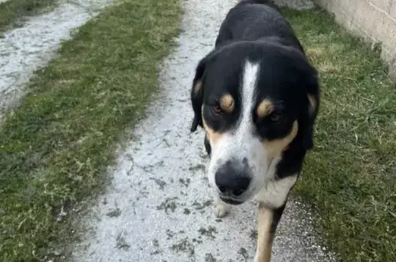 Chien trouvé , photo: Chien Bouvier Suisse Perdu