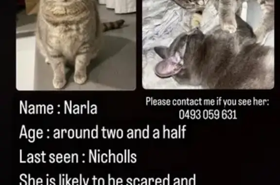 Lost Female Tabby Cat - Nicholls Area!