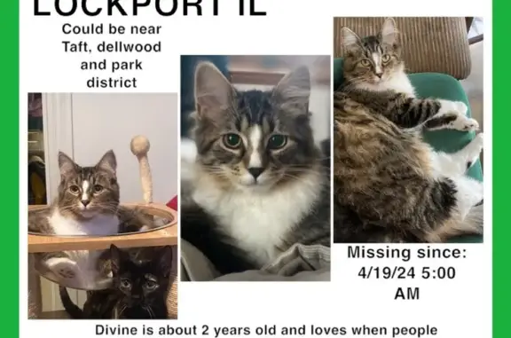 Lost Main Coon Mix - White Paws & Nose! Help!