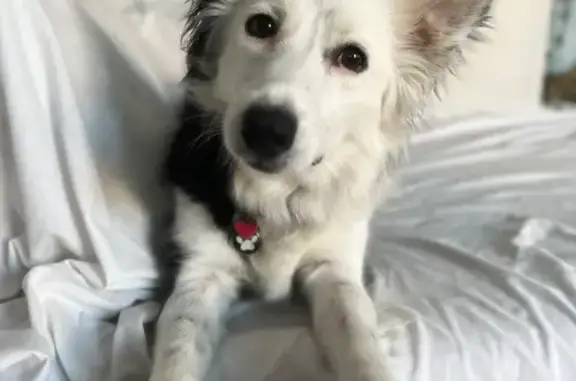 Lost Border Collie - Pink Harness, Robertson