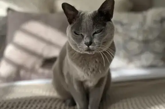 12yr old friendly and curious grey/blue Burmese cat. Dearly loved and missed.