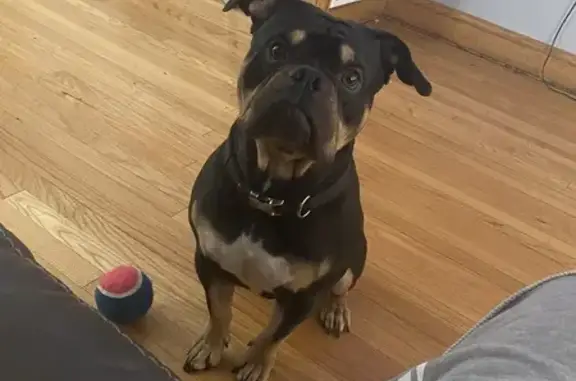 Lost Tri-Color Bully on 178th St, Lansing!