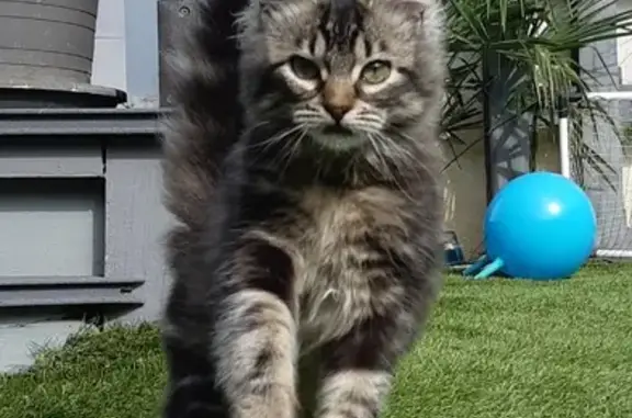 Animaux perdus Sotteville-lès-Rouen, photo: Chat disparu Fille, Sotteville-lès-Rouen (fl503445)