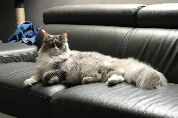 Animaux perdus Carquefou, photo: Chat disparu Fille, Carquefou (fl503453)
