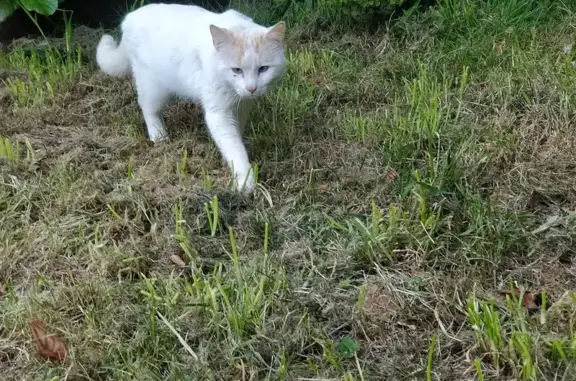 Chat trouvé, Brest (ff503456) - photo