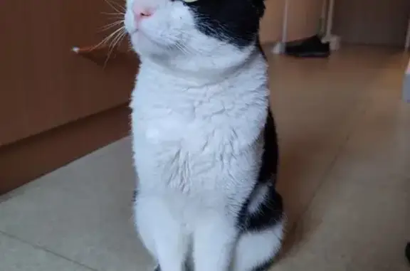 Chat trouvé Garçon (ff503462) - photo