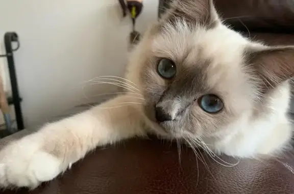 Animaux perdus Bordeaux, photo: Chat disparu Fille, Bordeaux (fl503487)