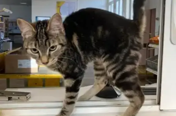 Chat trouvé Garçon, Ploërmel (ff503490) - photo