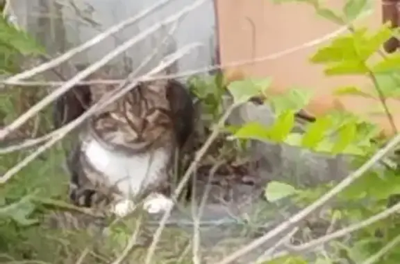 Chat trouvé, Saint-Martin-le-Vinoux (ff503491) - photo