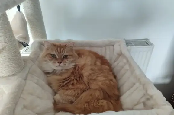 Chat perdu, , photo: Chat disparu Garçon (fl503497)