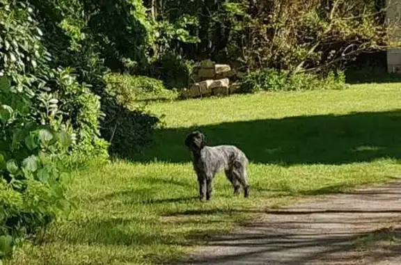 Chien trouvé (ff503500) - photo