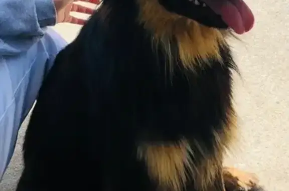 Chien trouvé Garçon, Nouvelle-Aquitaine (ff503505) - photo