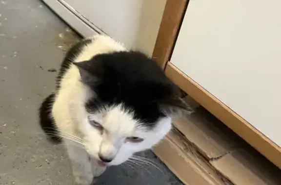 Chat trouvé Garçon, Dunkerque (ff503504) - photo