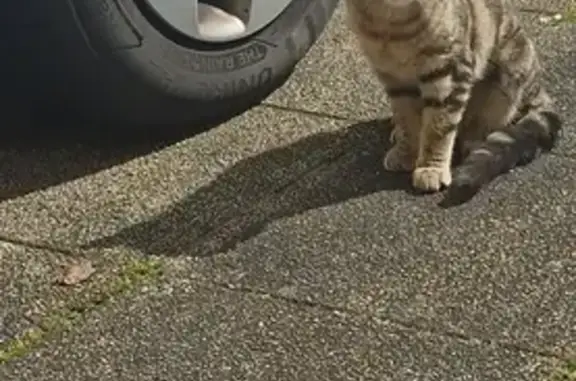Chat trouvé, Estrées-Saint-Denis (ff503506) - photo