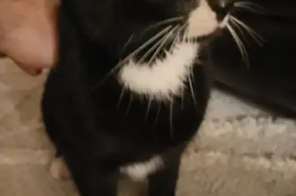 Cat found, Lancaster