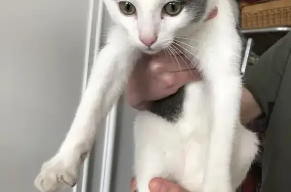 Animaux trouvés Saint-Brieuc, photo: Chat trouvé Garçon, Saint-Brieuc (ff503511)