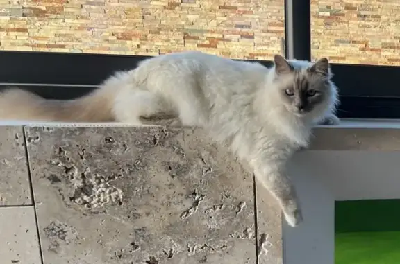 Chat perdu, , photo: Chat disparu Garçon (fl503521)