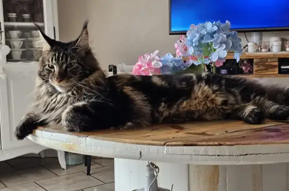 Animaux perdus Montivilliers, photo: Chat disparu Garçon, Montivilliers (fl503523)