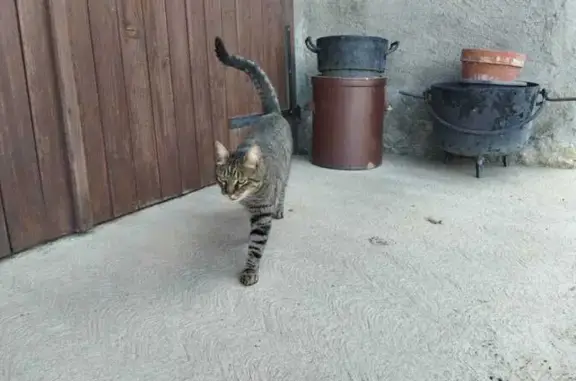 Chat trouvé , photo: Chat trouvé Fille (ff503527)