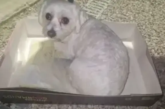Animaux perdus Thorigny-sur-Oreuse, photo: Chien disparu Fille, Thorigny-sur-Oreuse (fl503528)