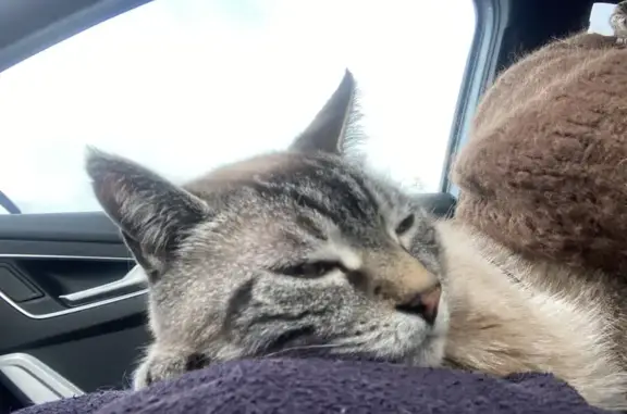 Chat perdu, Andeville, photo: Chat disparu Garçon, Andeville (fl503531)